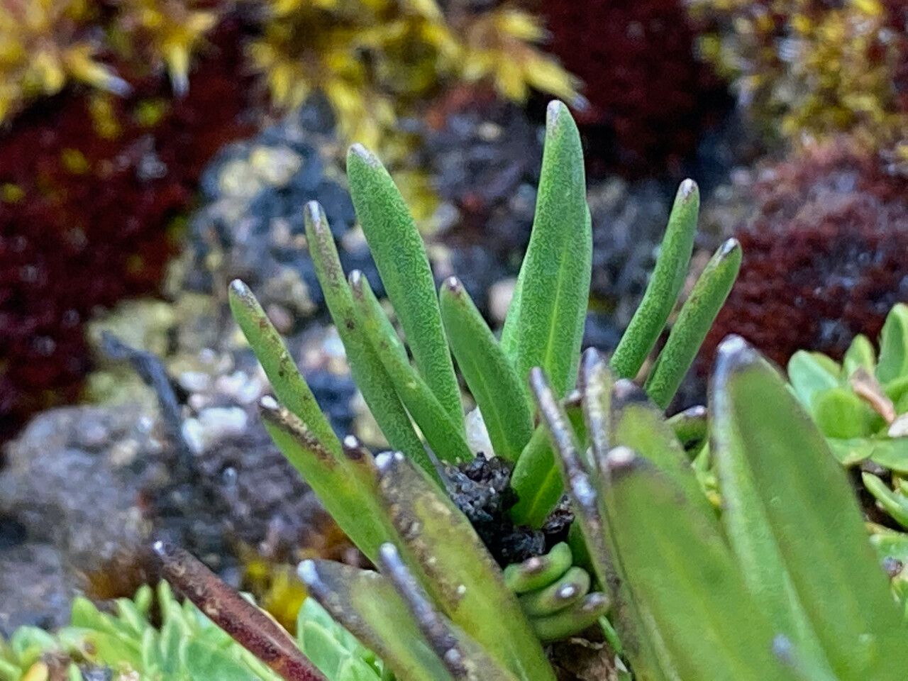 Werneria pumila leaf