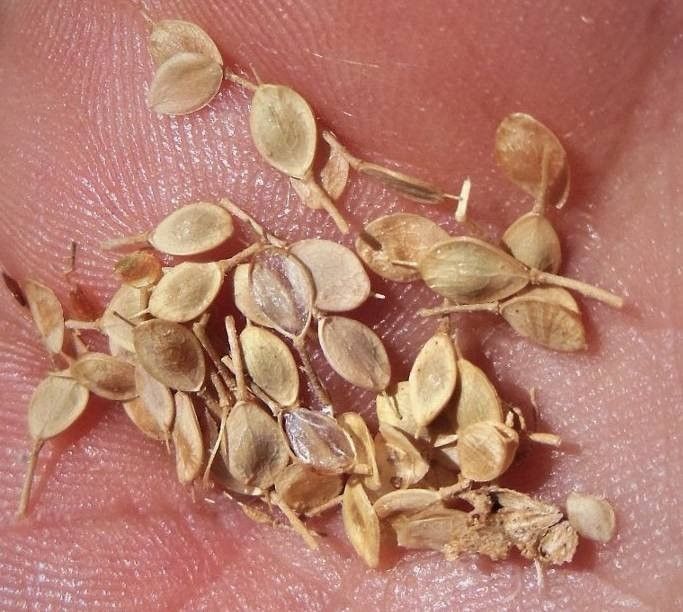 Alyssum bertolonii fruit