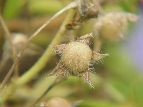 Convolvulus tricolor fruit