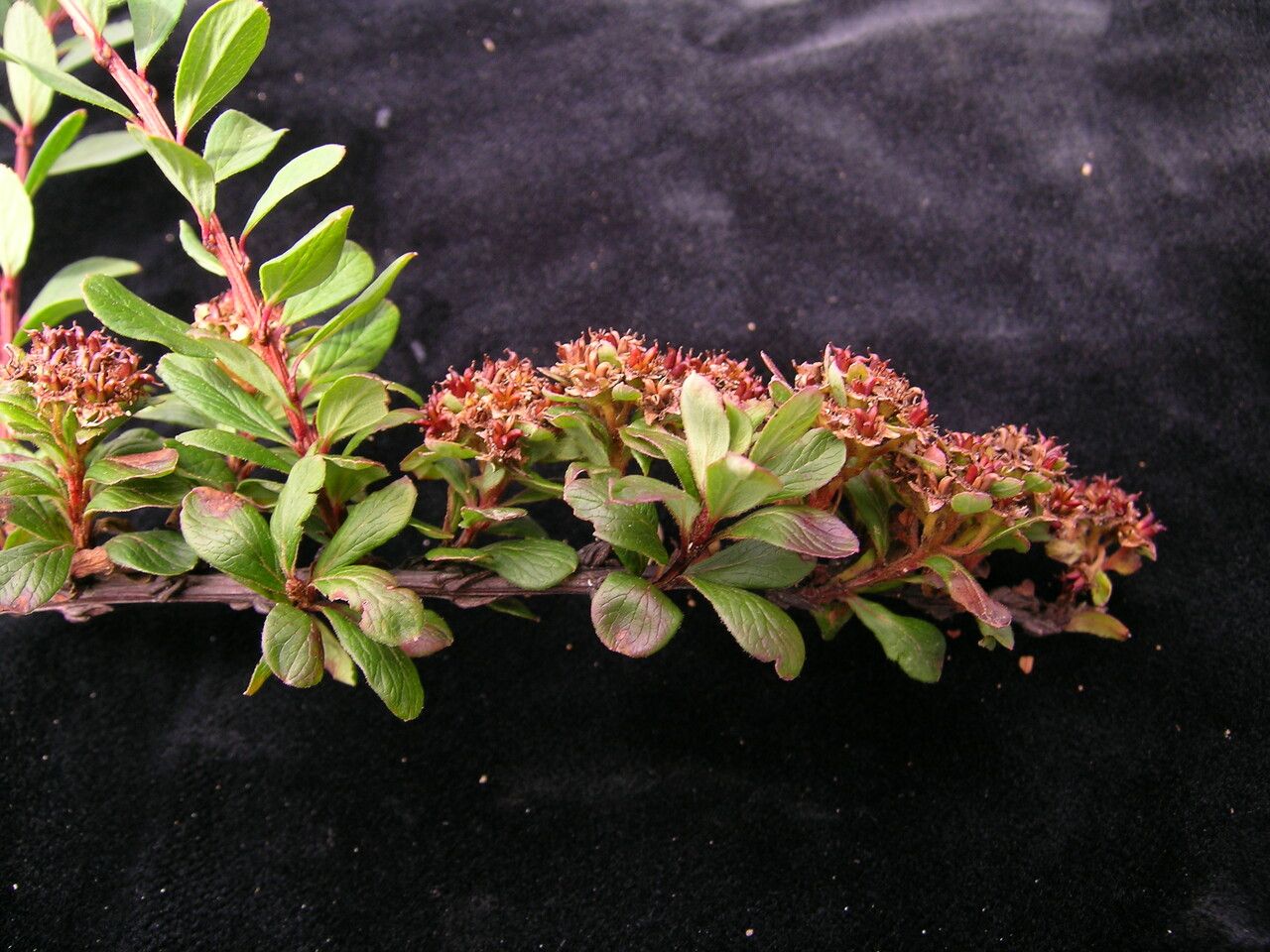 Spiraea arcuata habit