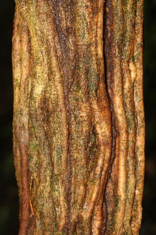 Bauhinia longicuspis bark
