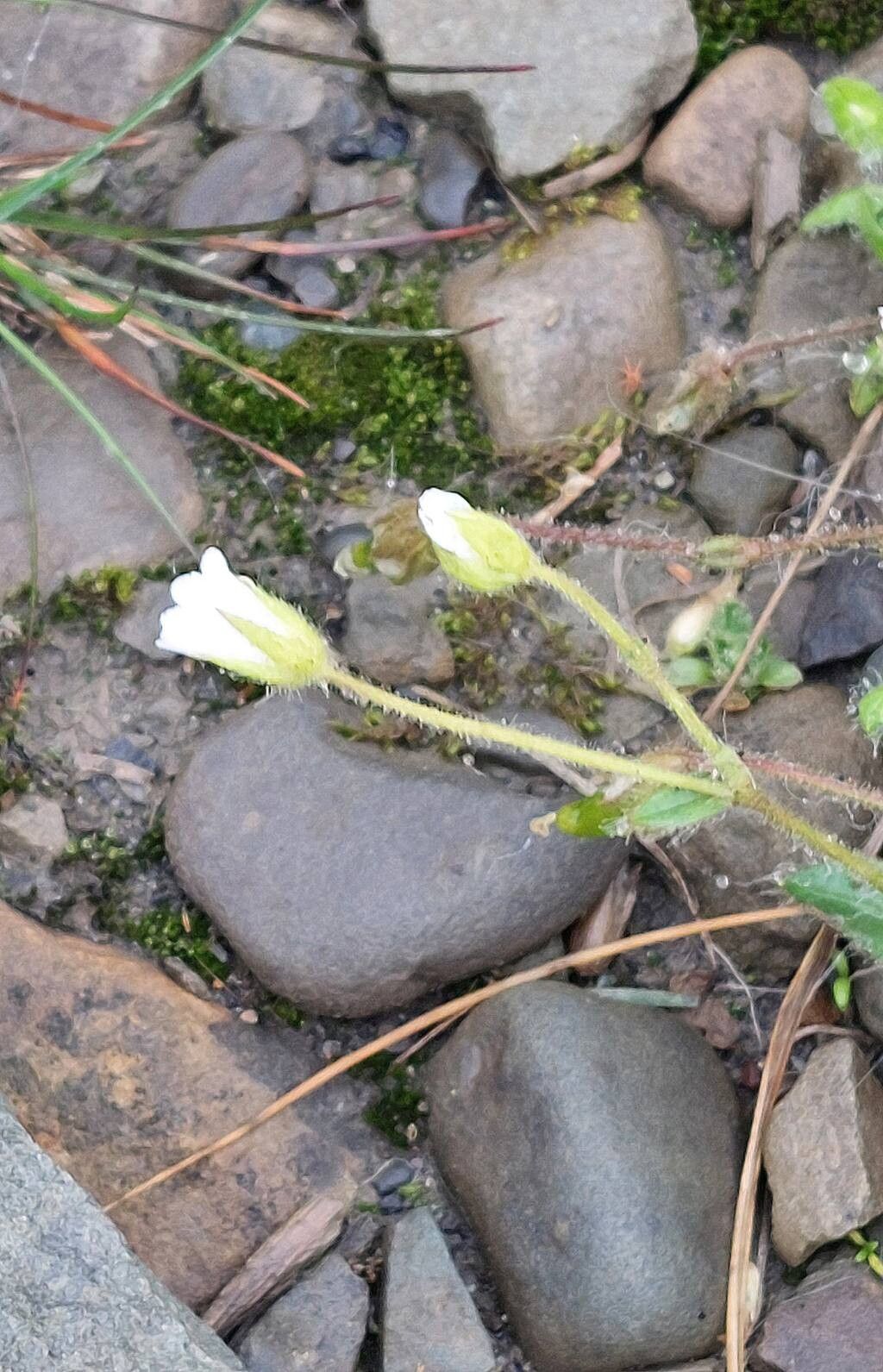 Cerastium arcticum flower