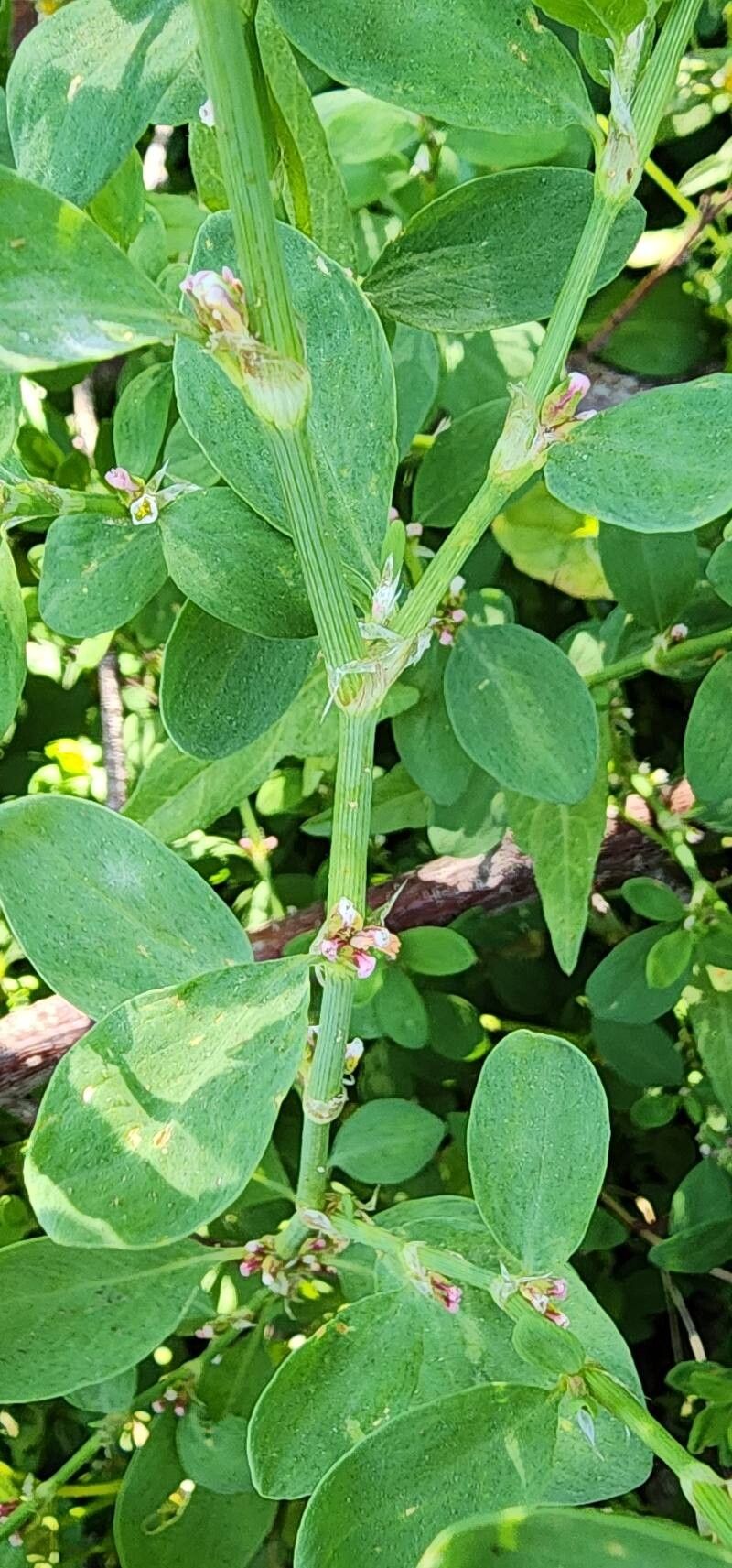 Polygonum patulum bark
