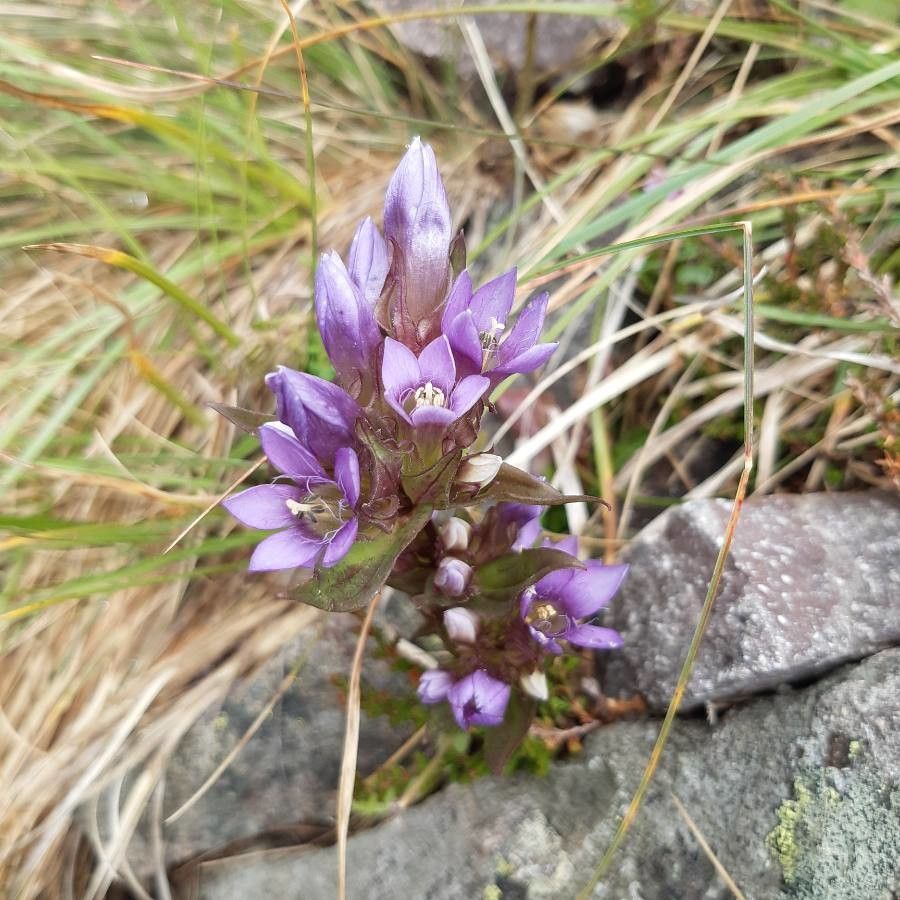 Gentianella ramosa flower