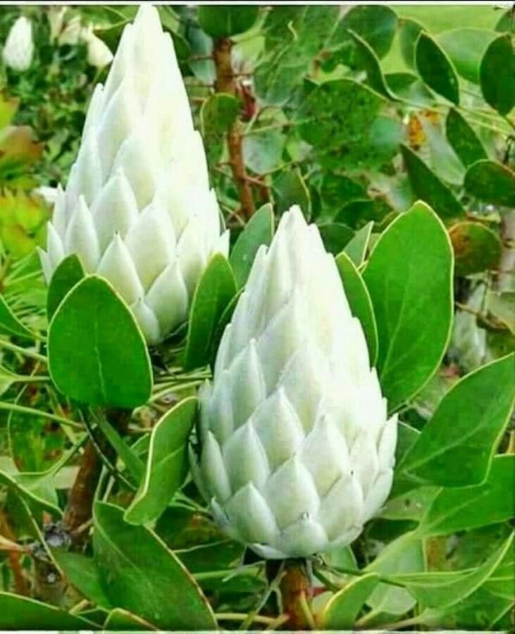 Protea cynaroides fruit