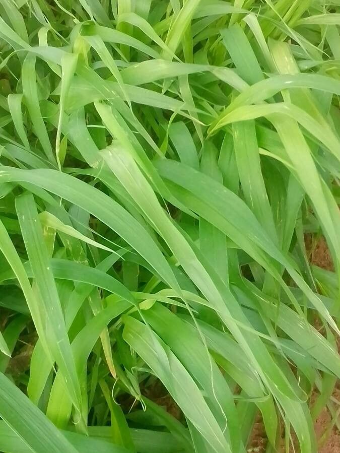 Andropogon gabonensis — search result for 'Andropogon'