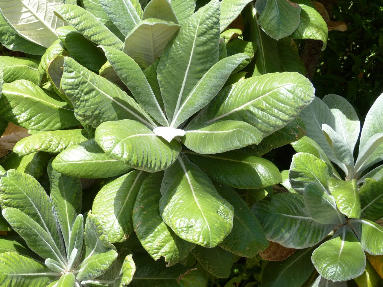 Oldenburgia grandis leaf