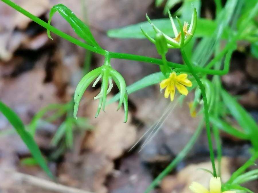 Rhagadiolus edulis flower
