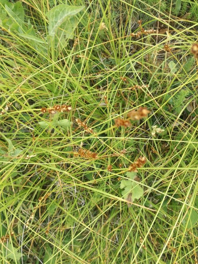 Carex brunnescens fruit