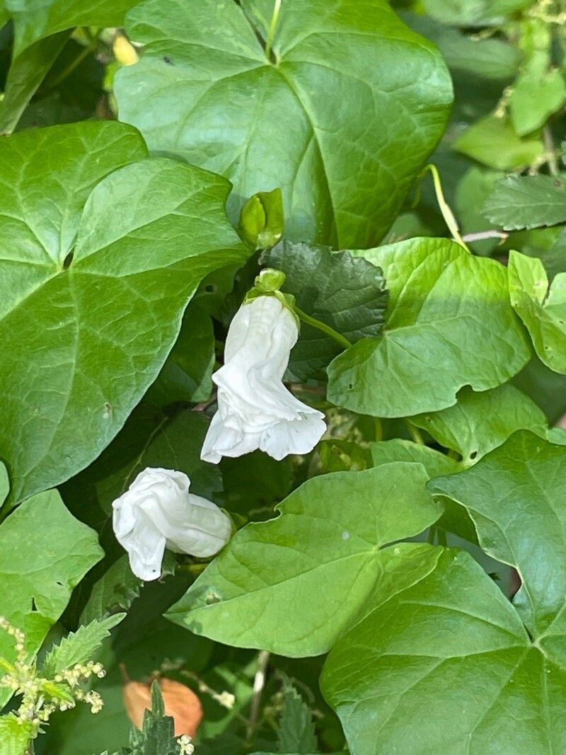 Convolvulus silvaticus leaf