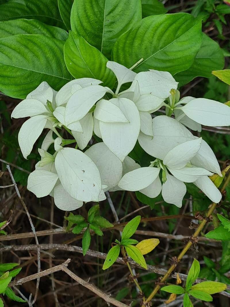 Mussaenda flava flower