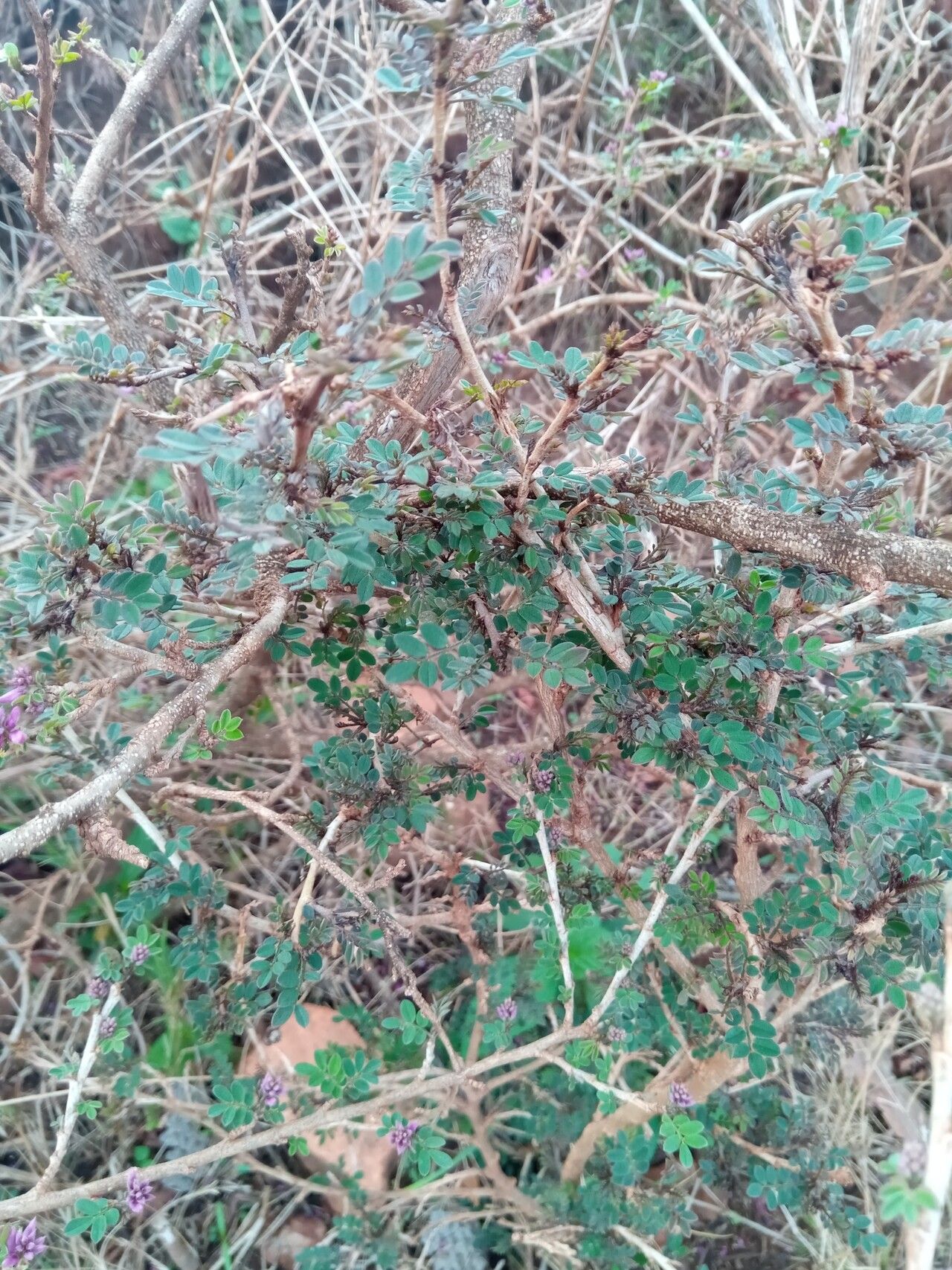 Indigofera leucoclada habit