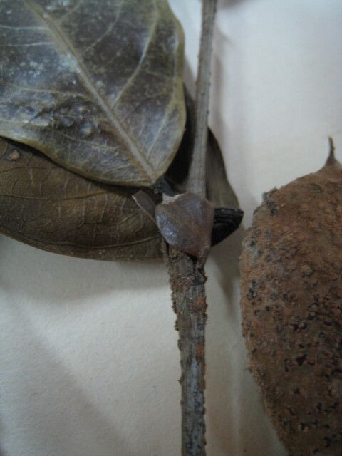 Inga sarmentosa other