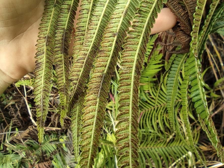 Sphaerostephanos unitus fruit