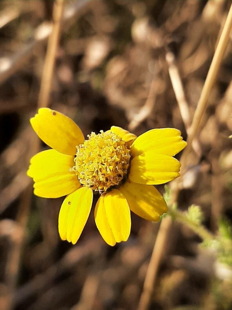 Anacyclus radiatus flower