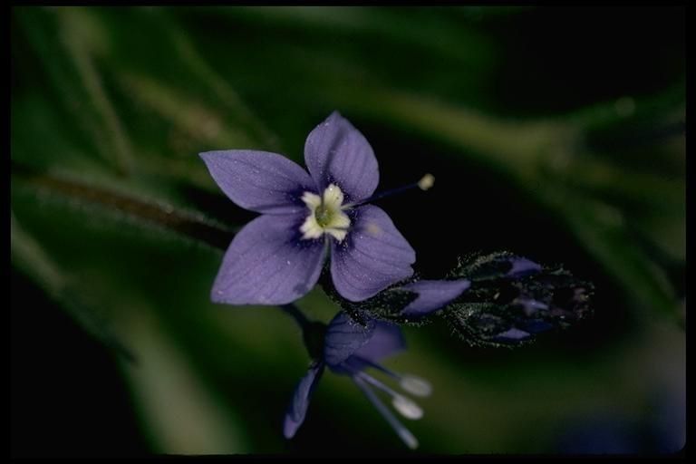 Veronica copelandii flower