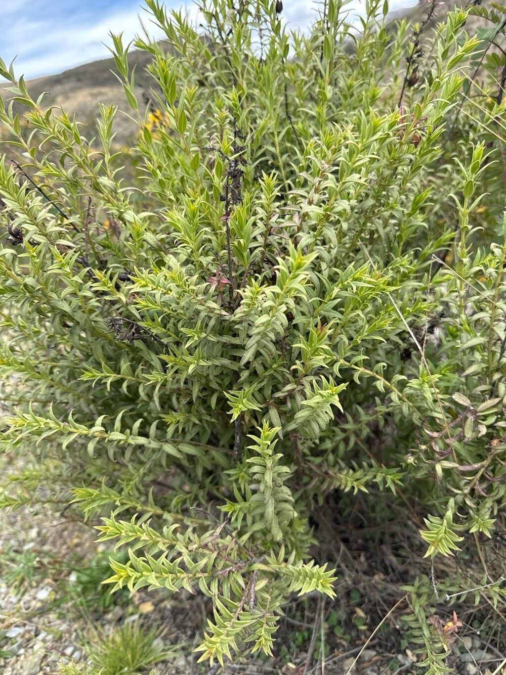 Agalinis bangii — related species from the same genus