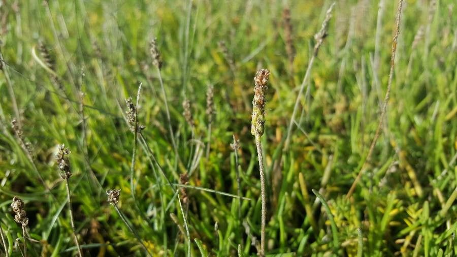 Plantago maritima fruit