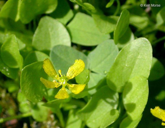 Ranunculus gormanii flower