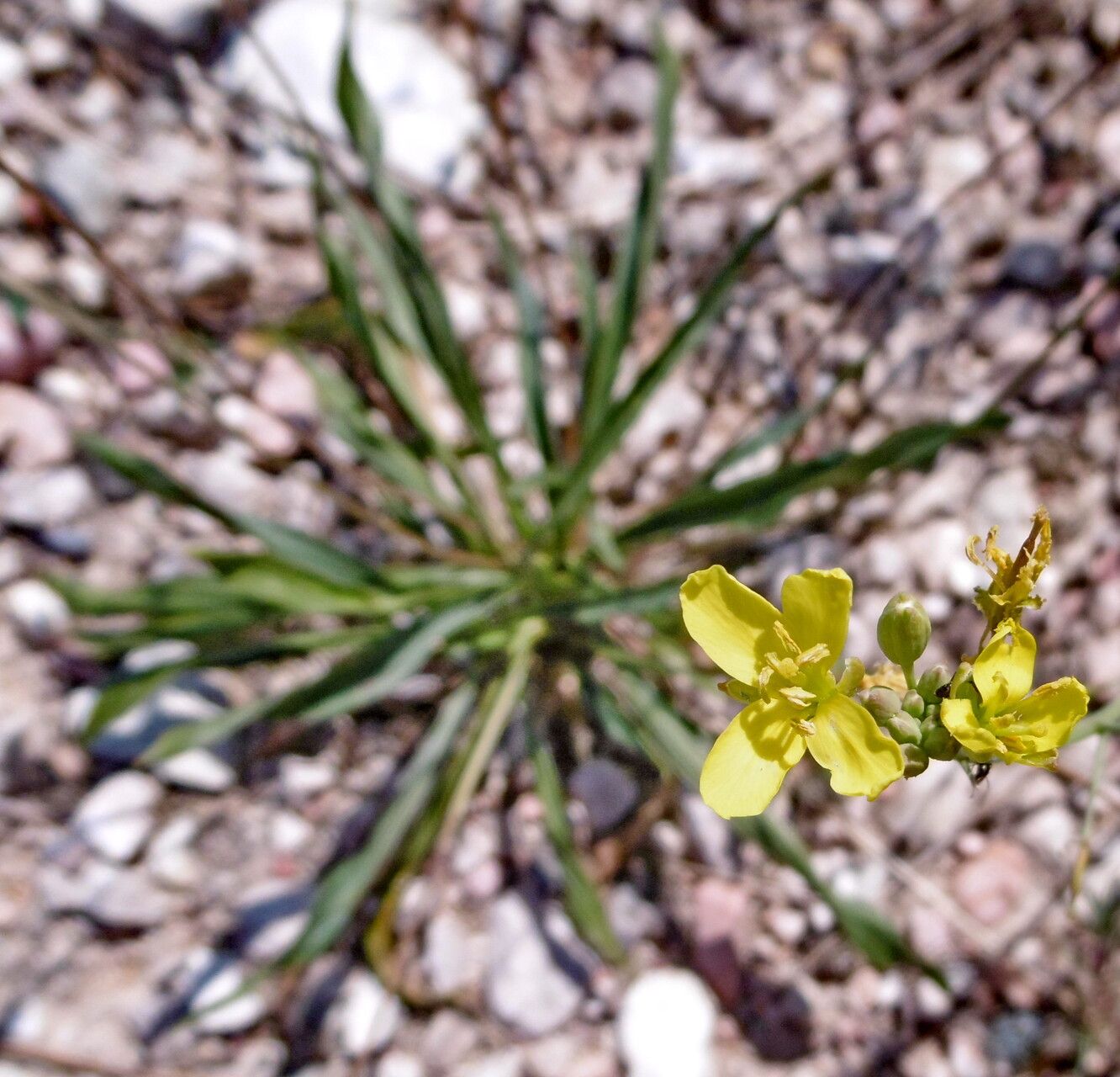 Erucastrum gallicum flower