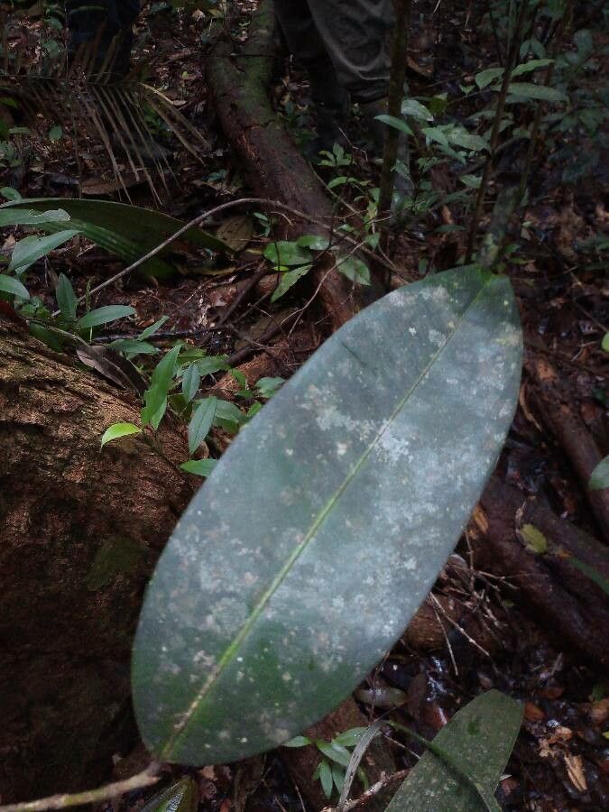 Ouratea macrocarpa leaf