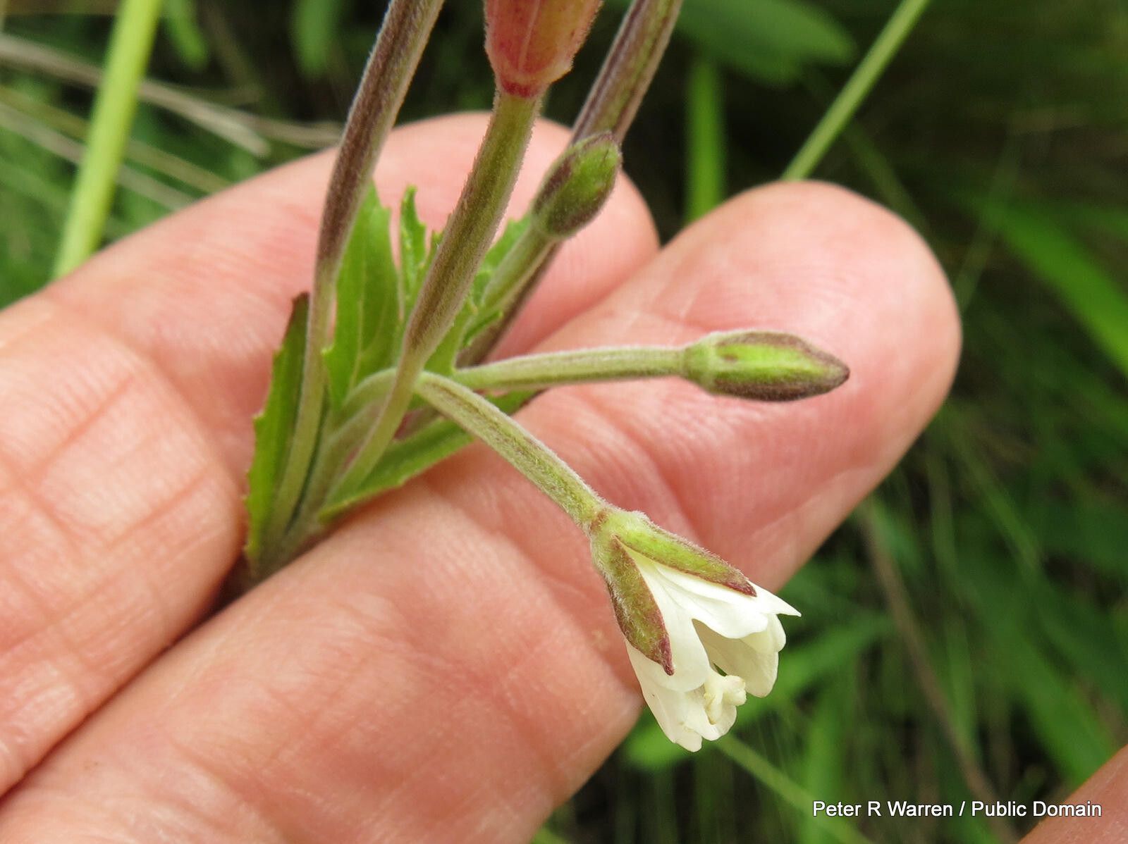 Epilobium capense flower
