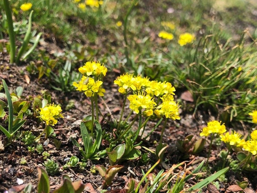 Draba hoppeana flower