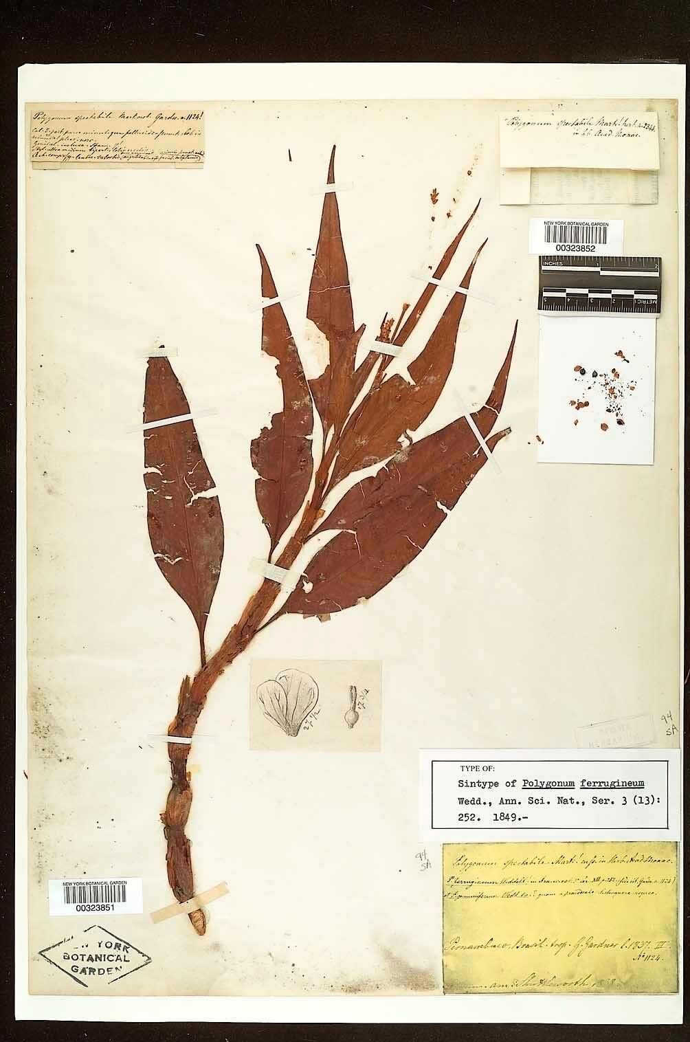 Persicaria ferruginea other