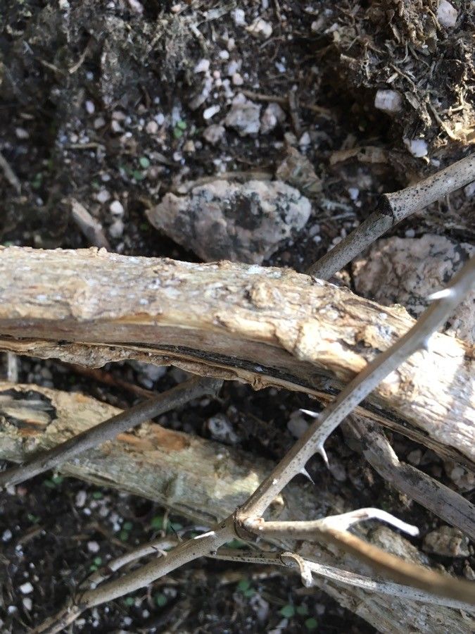 Silene velutina bark