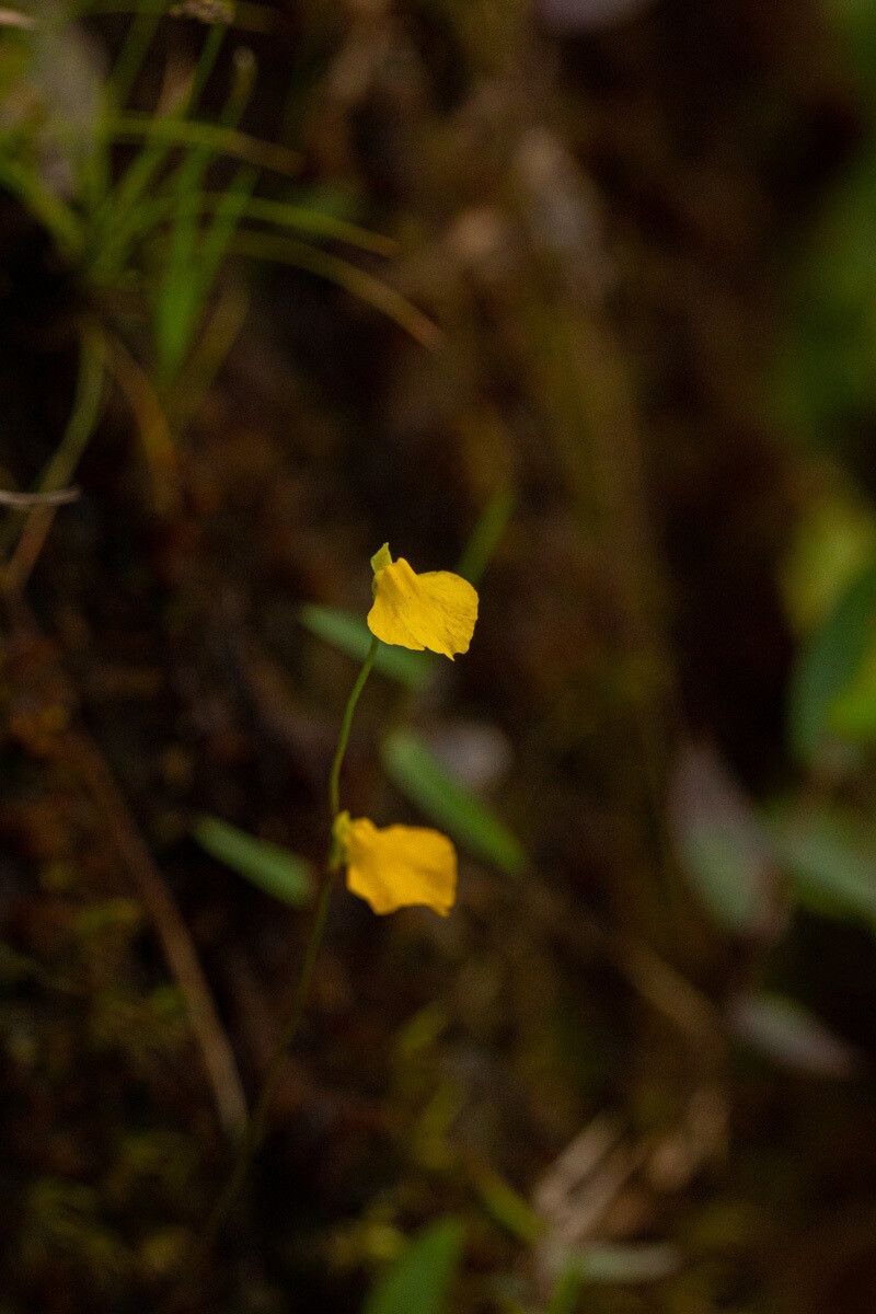 Utricularia troupinii flower