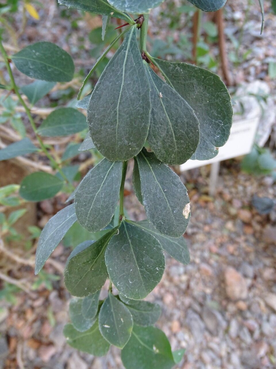 Elaeodendron transvaalense leaf