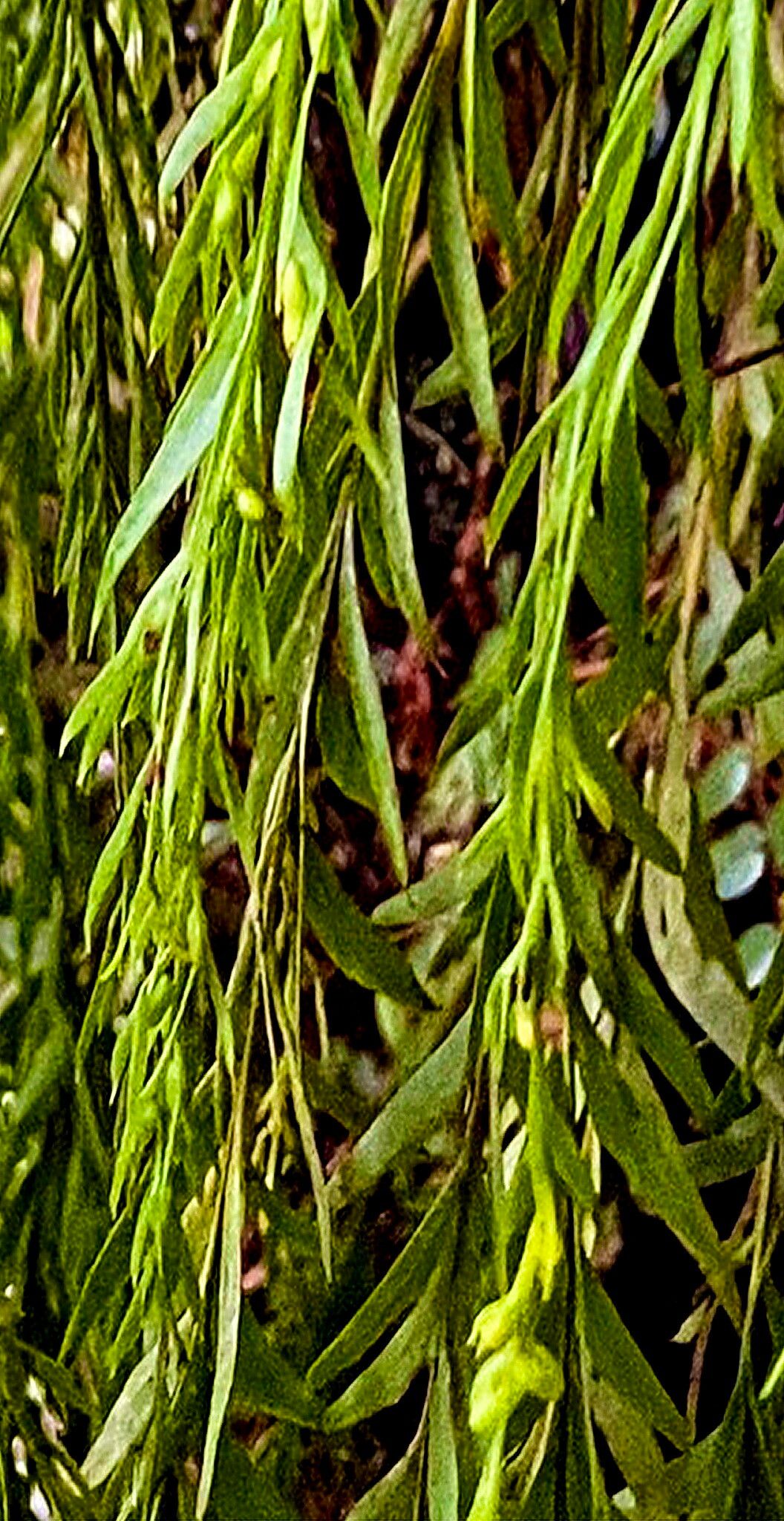 Tmesipteris elongata — houseplant care guide