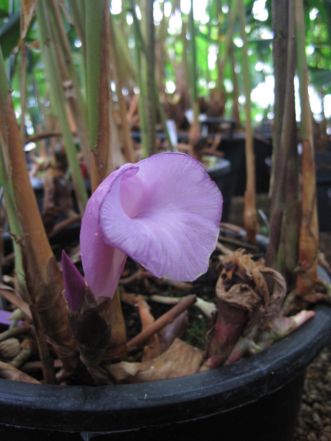 Aframomum leptolepis — houseplant care guide