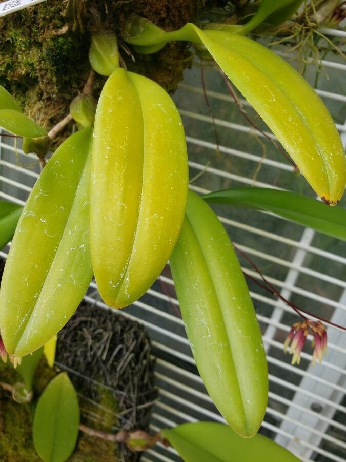 Bulbophyllum picturatum — houseplant care guide