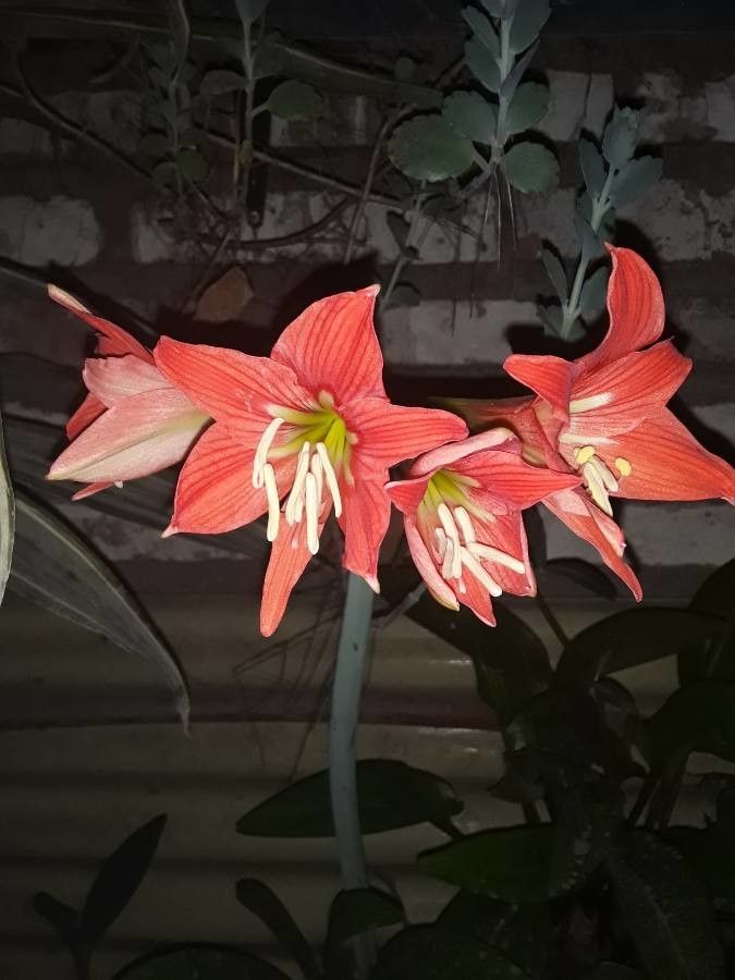 Hippeastrum puniceum flower