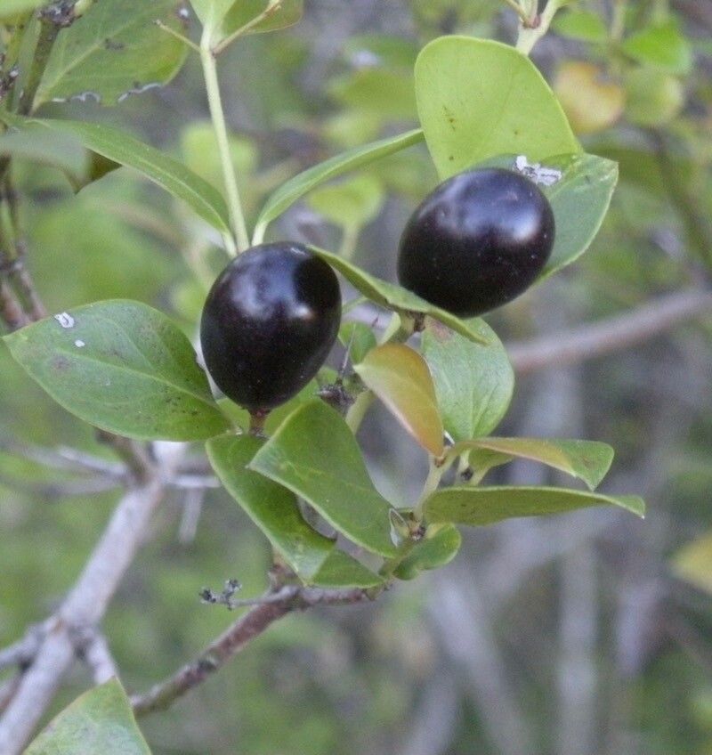 Carissa spinarum fruit