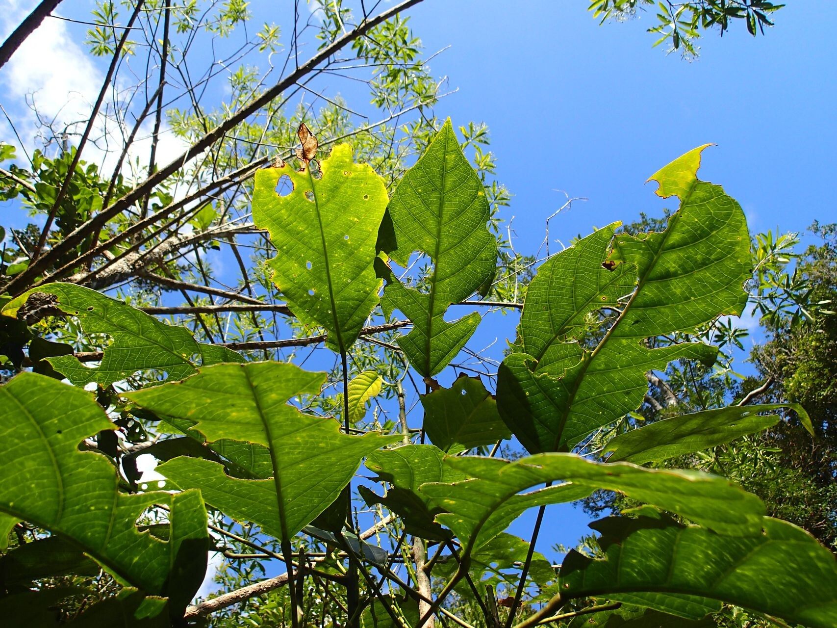 Bocquillonia longipes leaf
