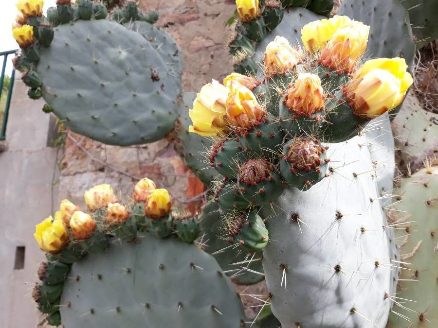 Opuntia robusta flower