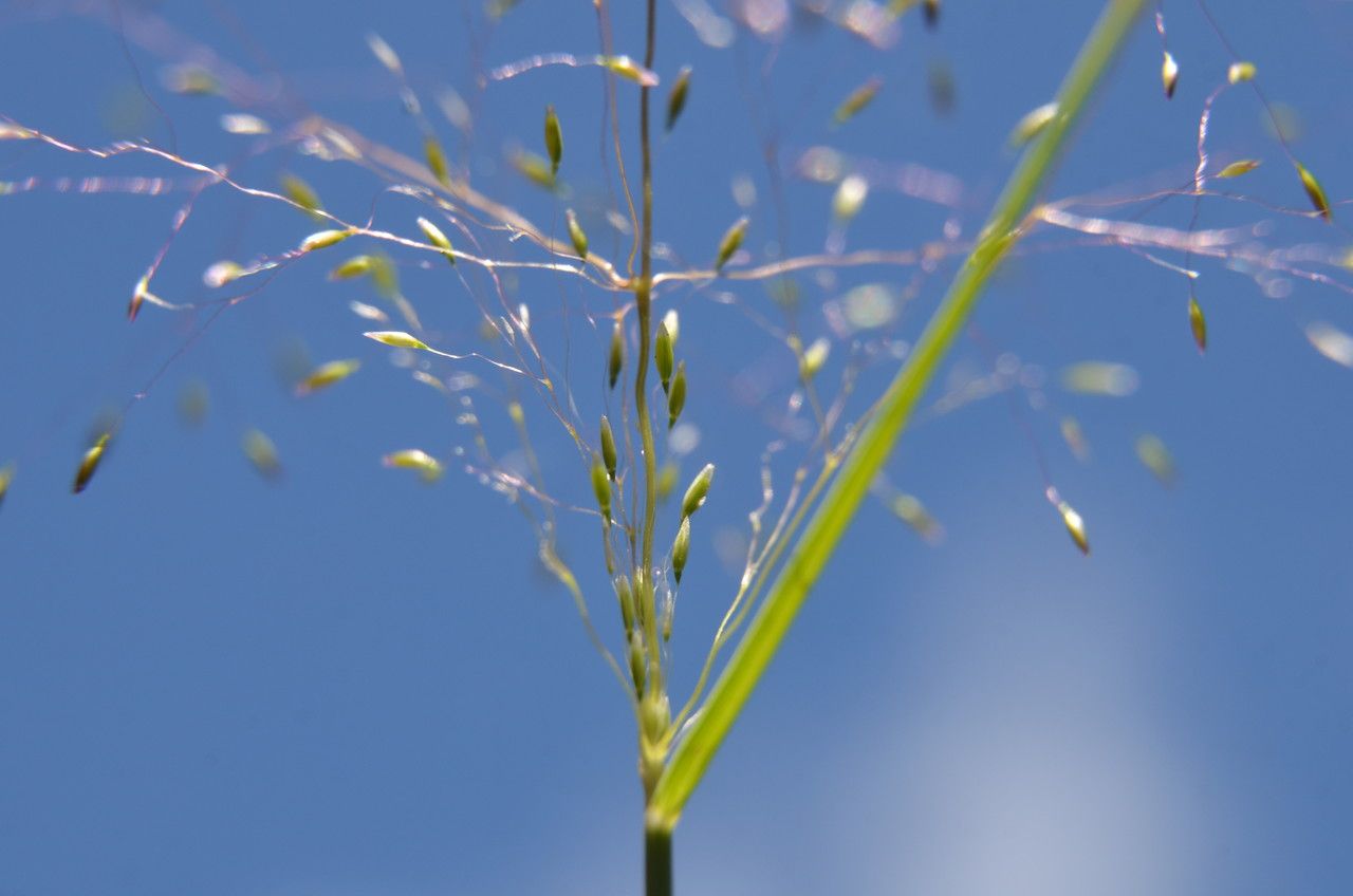 Aira elegantissima — related species from the same genus