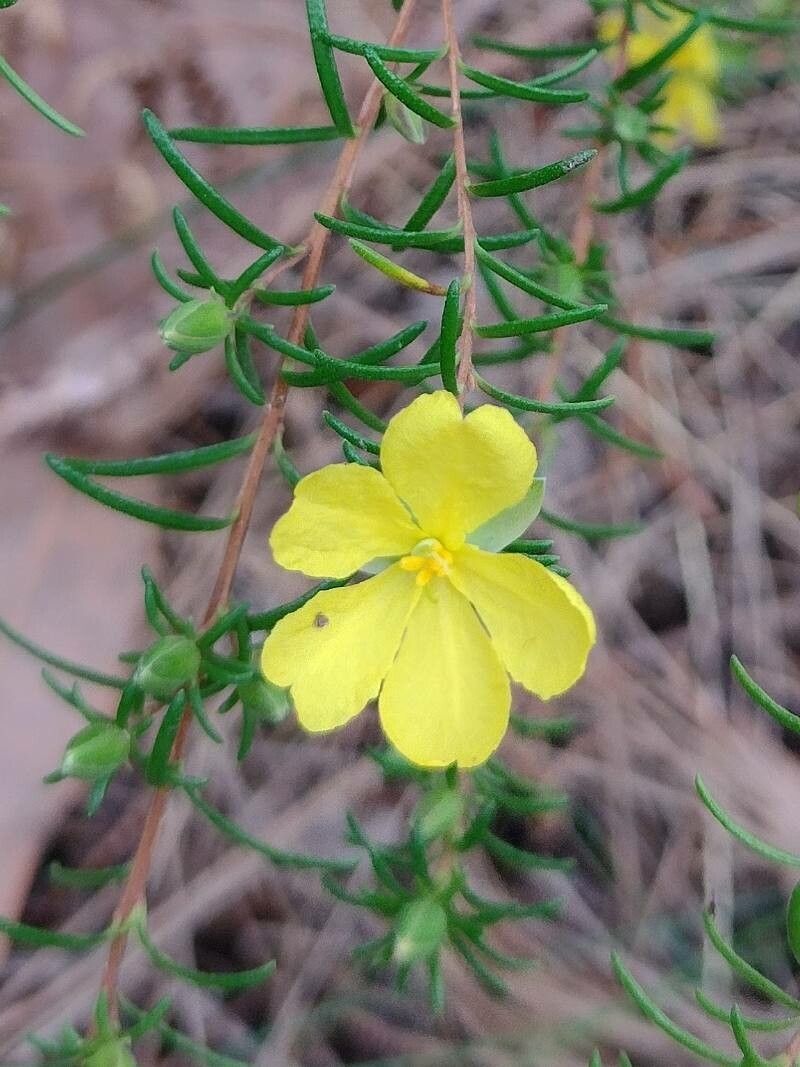Hibbertia stricta flower