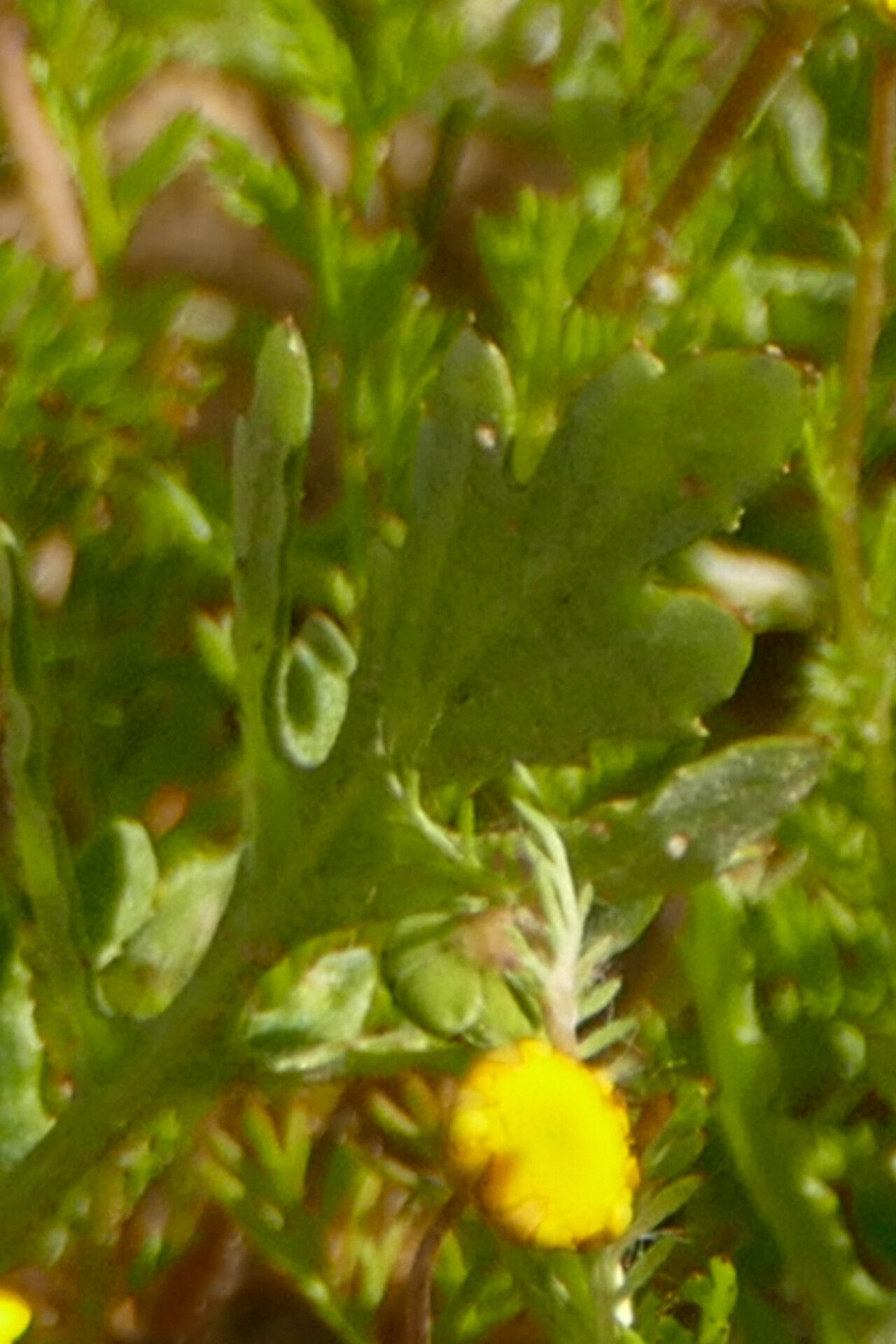 Arctotis hirsuta — houseplant care guide