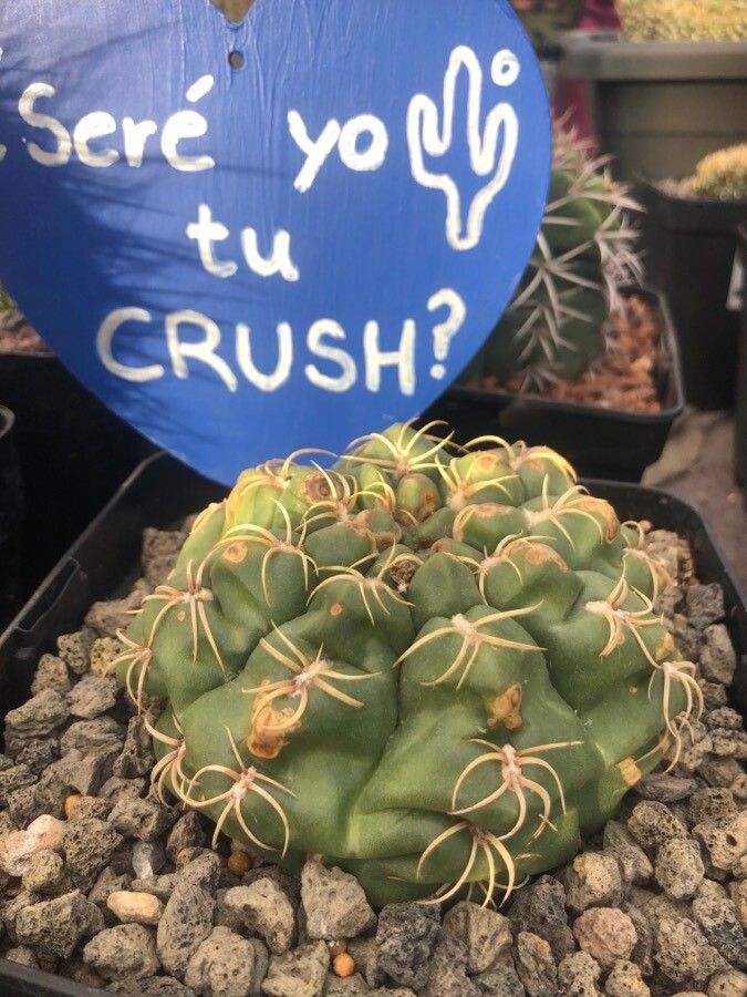 Gymnocalycium denudatum — search result for 'Gymnocalycium'