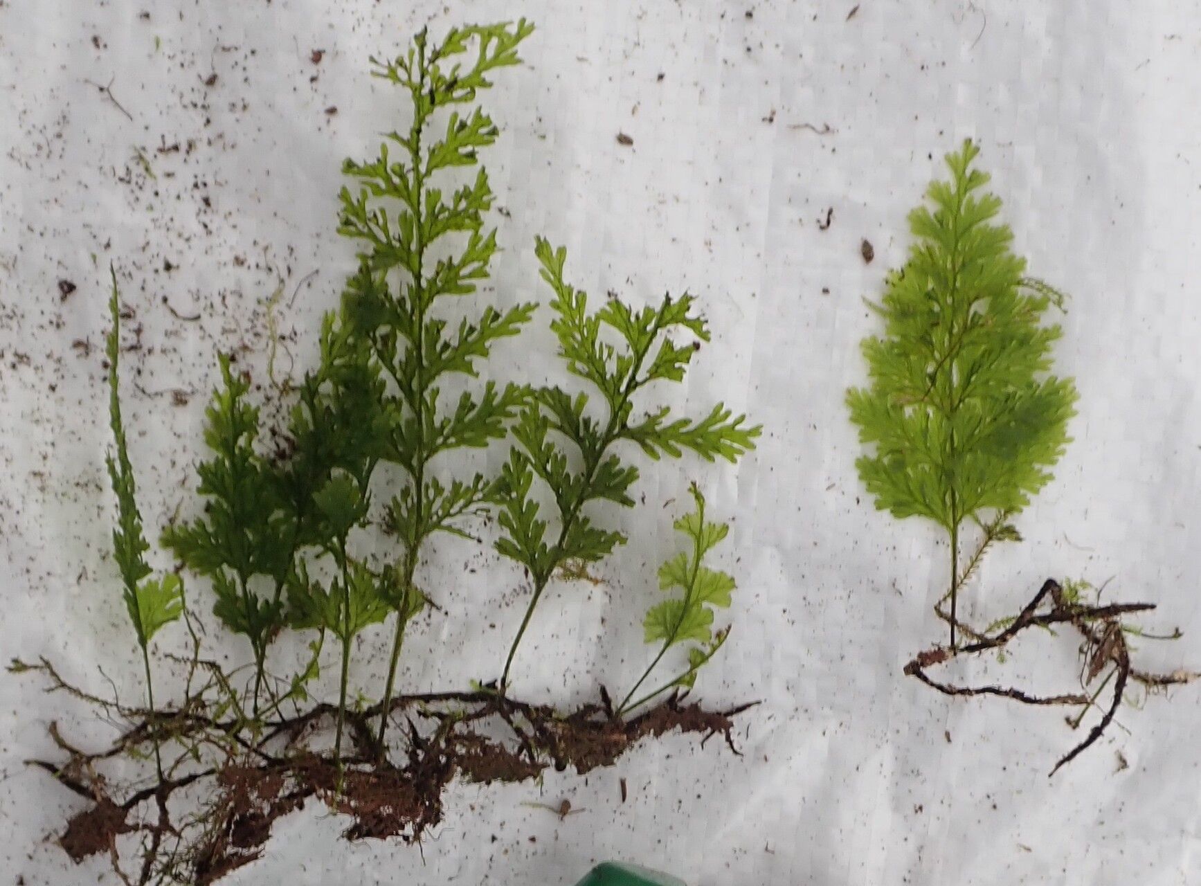 Trichomanes inopinatum habit
