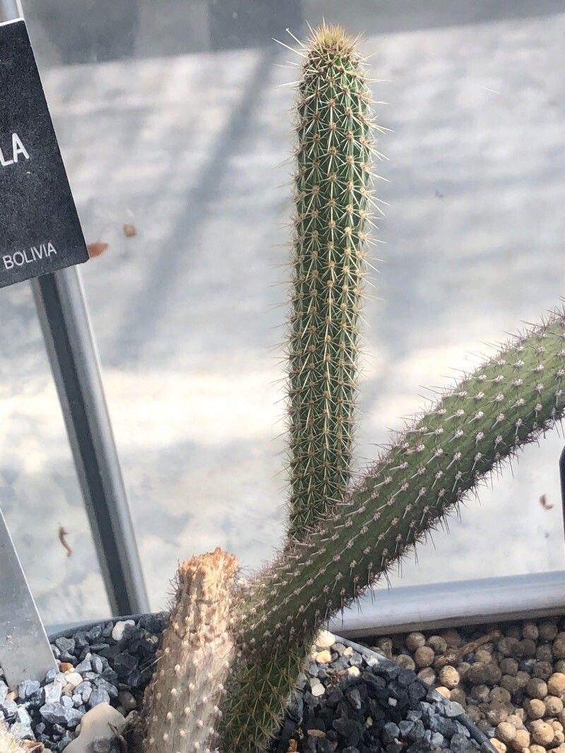 Cleistocactus candelilla — related species from the same genus