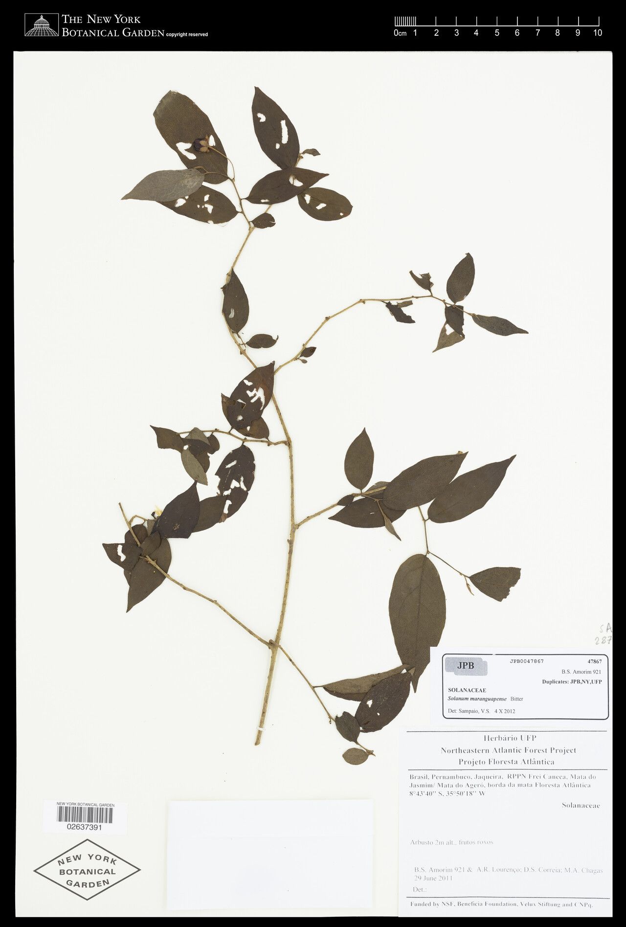 Solanum maranguapense — houseplant care guide