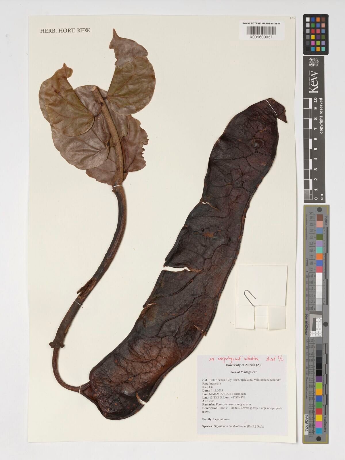 Gigasiphon humblotianum — related species from the same genus