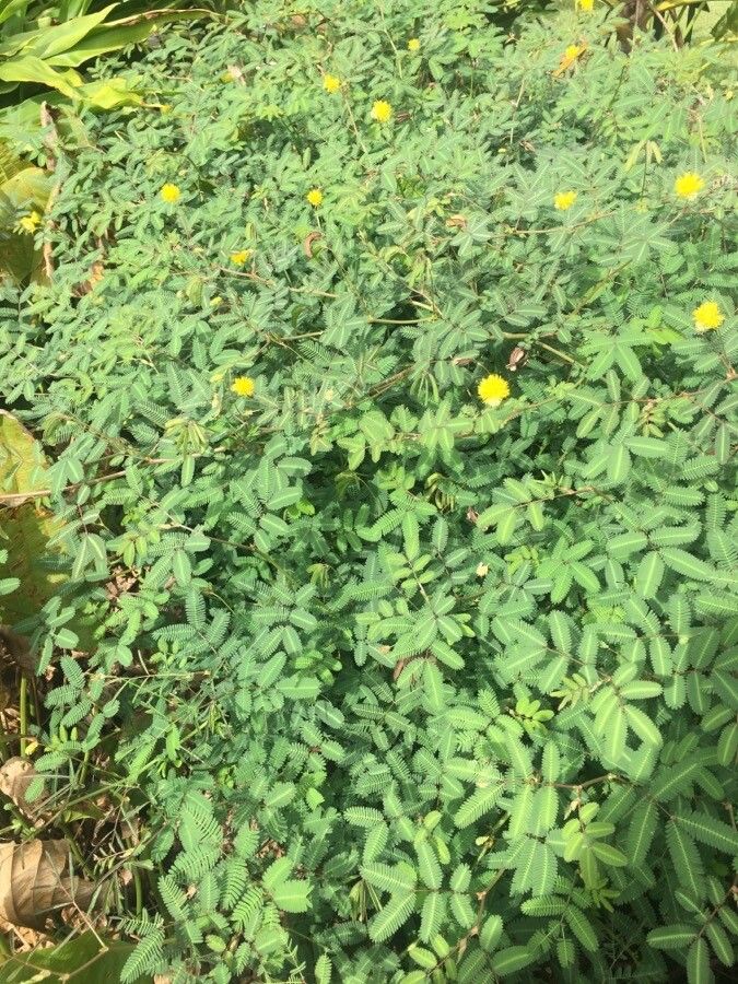 Neptunia plena habit