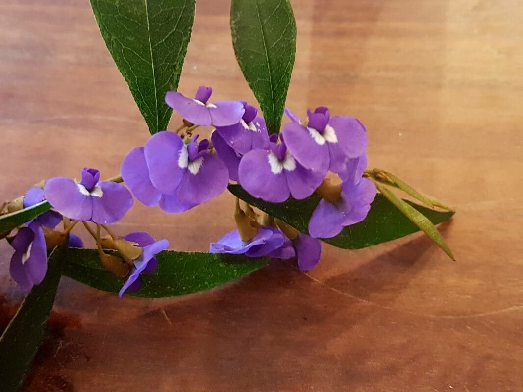Hovea elliptica flower