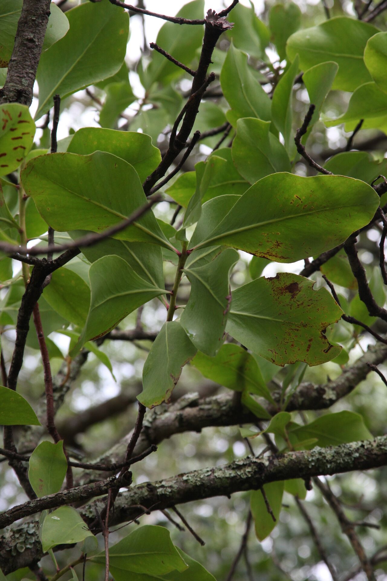 Protea angolensis leaf