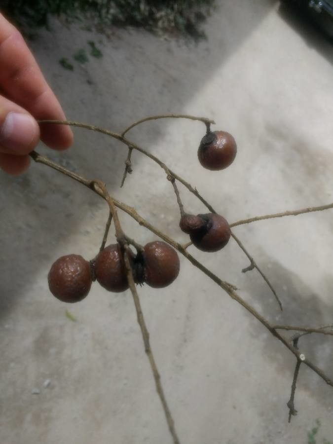 Sapindus saponaria fruit